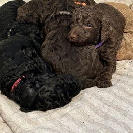 Poodle Puppies from The Stone’s Poodles