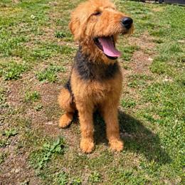 Lucy - Airedale Terrier