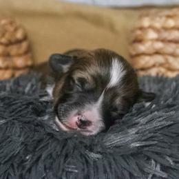 Maple (Fluffy) - Sable and white female American Corgi puppy in Fayetteville, Arkansas from Intergalactic Corgis