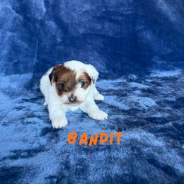 Boy 1 - Red sable male Havanese puppy in Fielding, Utah from LUCKY HAVANESE