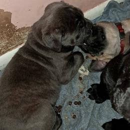 Girl 1 - Gray brindle female Cane Corso puppy in Clarksburg, West Virginia from West By God Virginia Cane Corso