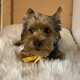 Brownie - Black and tan male Yorkshire Terrier puppy in Madera Acres, California from Sol yorkies
