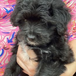 Coton de Tulear Puppies from Cotoncutie