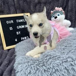 Uranus - Gray and white female Siberian Husky puppy in Lagro, Indiana from Siberian Huskies-Beckham the Great
