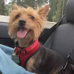 Yorkshire Terriers from Abernathy Yorkies