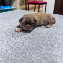 Gelato - Chocolate female Shih Tzu puppy in Toccoa, Georgia from Shorkie & Shih Tzu Haven