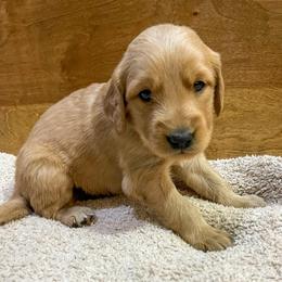 River - Golden male Golden Retriever puppy in Wellington, Colorado from High Country Golden Retrievers
