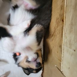 Collie Puppies from Katrina's Collies