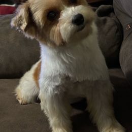 Bubbles - Yorkshire Terrier