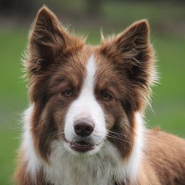 Fly - Border Collie