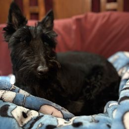 Dolly - Scottish Terrier