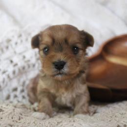 Cinnamon - Sable male Yorkshire Terrier puppy in Eastland, Texas from Peach Yorkies