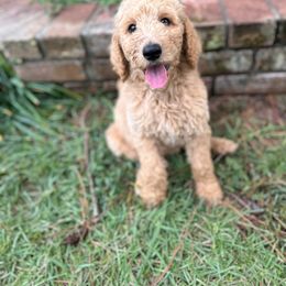 New “York” - Goldendoodle puppy from Valentine Kennels