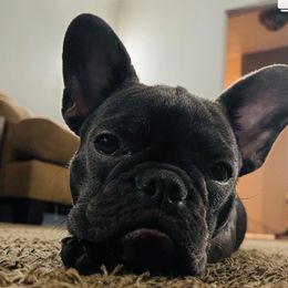 Lily - French Bulldog