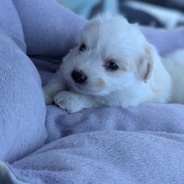 BOY - White male Maltese puppy in Nevada from LAS VEGAS PUPPY