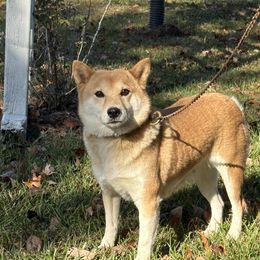 Ani - Shiba Inu