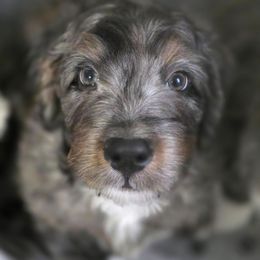 Shadow - Merle male Bernedoodle puppy in Massanutten, Virginia from Doting Doodles