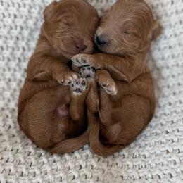 Male 1 - Red  male Goldendoodle puppy in Modesto, California from Central Valley Canine Companions