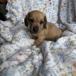 Alvin - Cream male Dachshund puppy in Pontotoc, Mississippi from Toddy Kennels