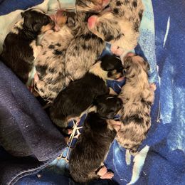 Pembroke Welsh Corgi Puppies from Weatherby’s Corgis