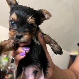 Shorkies and Yorkshire Terriers from Pooh Yorkies