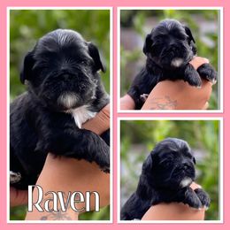 Raven - Black and white female Shih Tzu puppy in Chico, California from North State Shih tzus