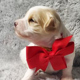 Boy 3 - Schnoodle puppy in Leitchfield, Kentucky from Eveleigh Acres Puppies