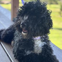 Portuguese Water Dog puppies from Boardwalk Water Dogs