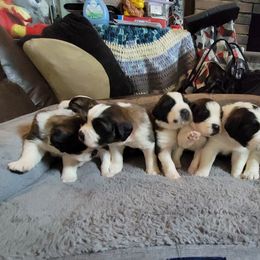Saint Bernard Puppies from Middle Georgia Saints