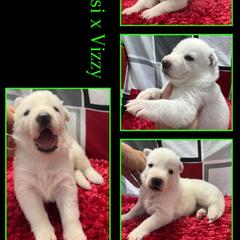 LIME GIRL - White female German Shepherd puppy in Apache Junction, Arizona from CS Vista Farms