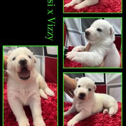 LIME GIRL - White female German Shepherd puppy in Apache Junction, Arizona from CS Vista Farms