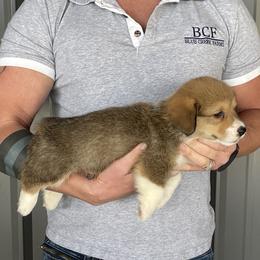 Winnie - Male 2 - Fawn male Pembroke Welsh Corgi puppy in Jefferson, South Carolina from Blue Creek Farms