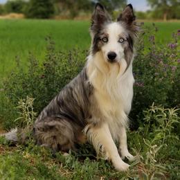 Newt - Border Collie