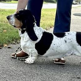 Dream - Basset Hound