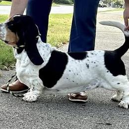 Dream - Basset Hound