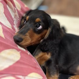 Dachshund Puppies from Pigeon Hill Dachshunds