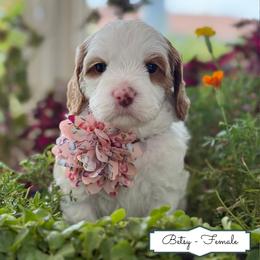 Betsy - Cream female Australian Labradoodle puppy in Citrus Heights, California from Elite Blend Labradoodles
