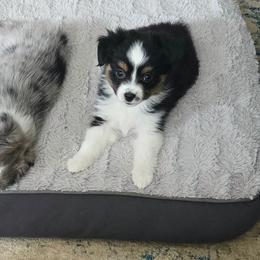 Girl 1 - Black tri female Toy Australian Shepherd puppy in Missouri from MadCat Toy Aussies