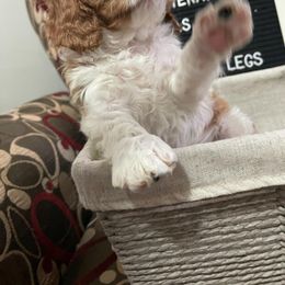 Cavalier King Charles Spaniel Puppies from Pepperhill Puppies