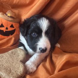 Finlay - Black tri male Miniature Australian Shepherd puppy in Granbury, Texas from Jubilee Acres