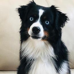Australian Shepherds and Miniature Australian Shepherds from Beaver Dam Mini Aussies