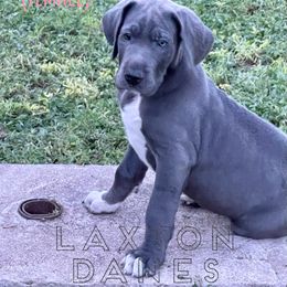 Great Dane Puppies from Laxton Danes