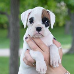 Sizzle - White female Boxer puppy in Forest City, Iowa from Mt Valley Boxers