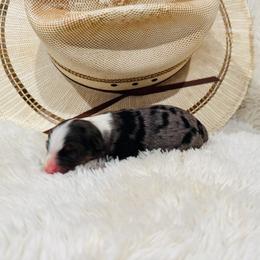 'Svenja' - Blue merle female Australian Shepherd puppy in Durand, Wisconsin from Larson’s Legacy Aussome Aussie Kennels