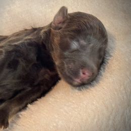 Boy 1 - Liver male Miniature Schnauzer puppy in Independence, Missouri from Crown Schnauzers KC