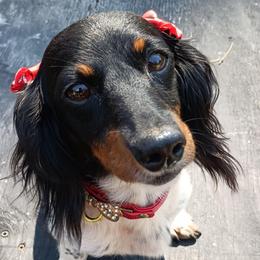 Jasmine - Dachshund