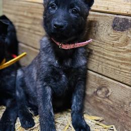 AKC girl 2 - Gold brindle female Dutch Shepherd puppy in Hastings, Minnesota from Century Hills Farm