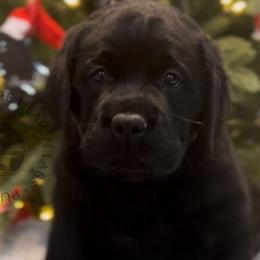 Sally - Black Labrador Retriever puppy in Camden, Tennessee from Pure Heaven Labs