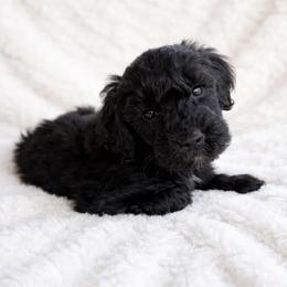 Jade - Parti female Goldendoodle puppy in Warrensburg, Missouri from Supreme Doodles