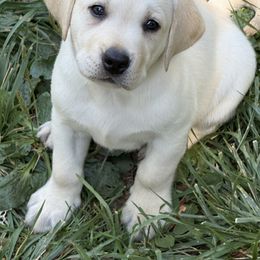 Labrador Retriever Puppies from Serenity Labradors
